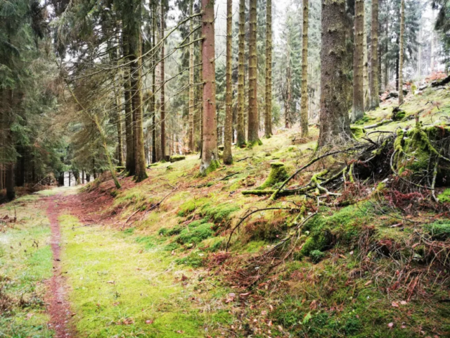 Wanderweg zwischen Usseln und Willingen