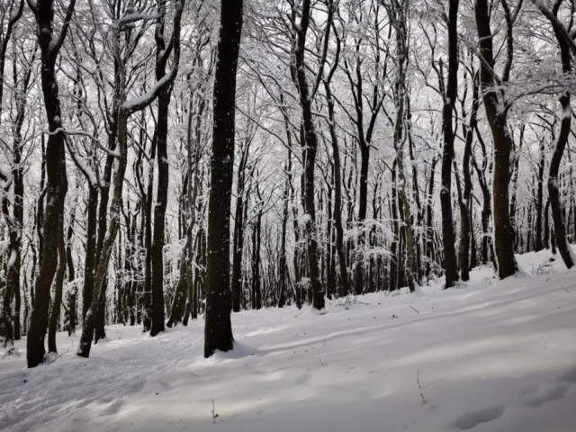 Winterwanderweg zwischen Willingen und Usseln