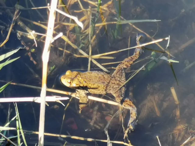 Frosch im Böhmighäuser See